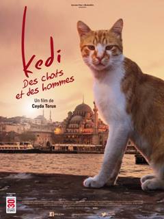 Kedi