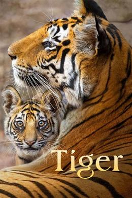 Tiger – Kaplan