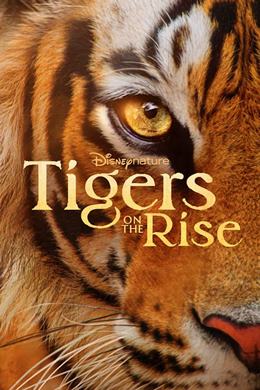 Tigers on the Rise – Kaplanlar Yükselişte